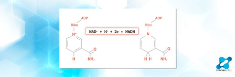 NAD, NAD+, and NADH - The differences explained.